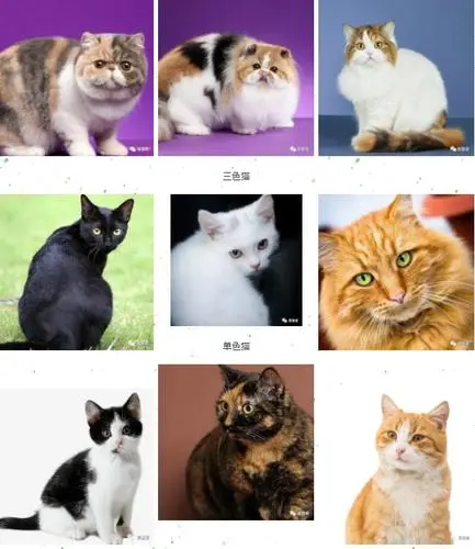 猫咪花色知识汇总(科普帖)