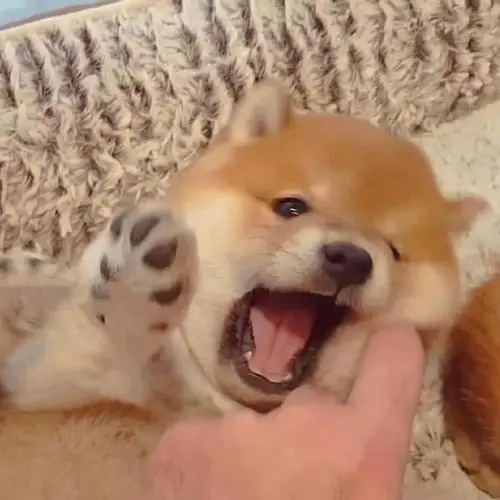 呆萌柴犬幼崽搞怪头像