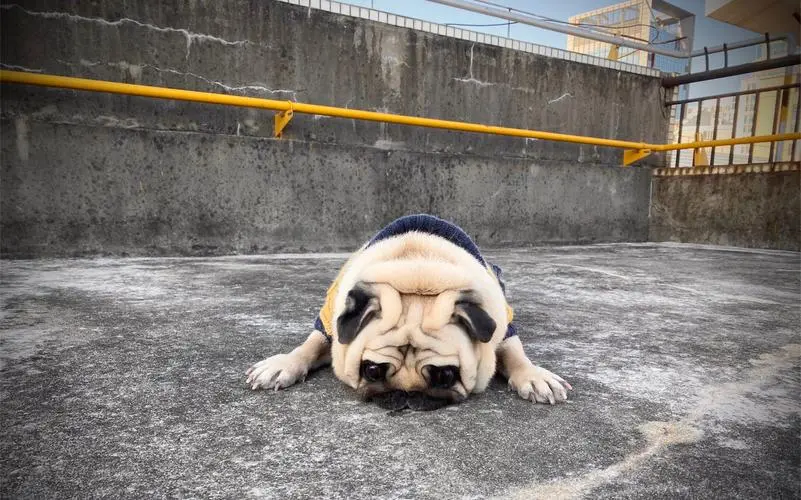 【巴哥犬】太搞笑了吧!怎么有这种猪形犬
