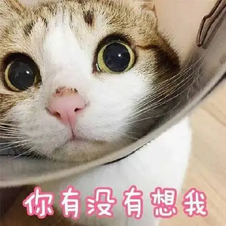 你有没有想我(猫咪)_有没有_猫咪表情