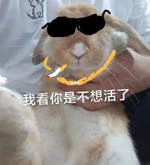 小宠物表情包