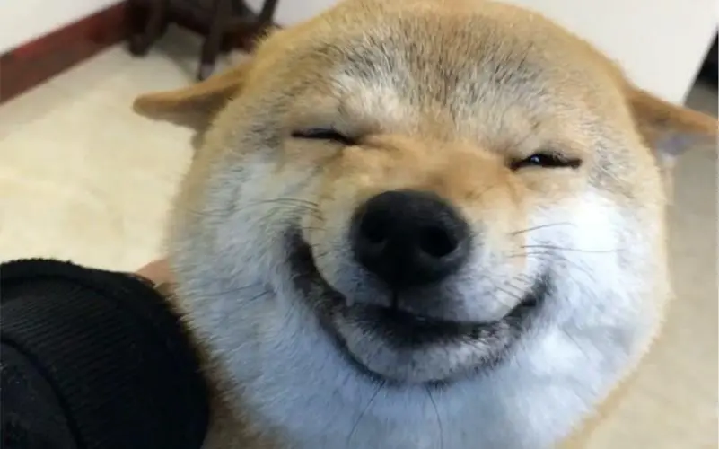 贱贱的柴犬豆包
