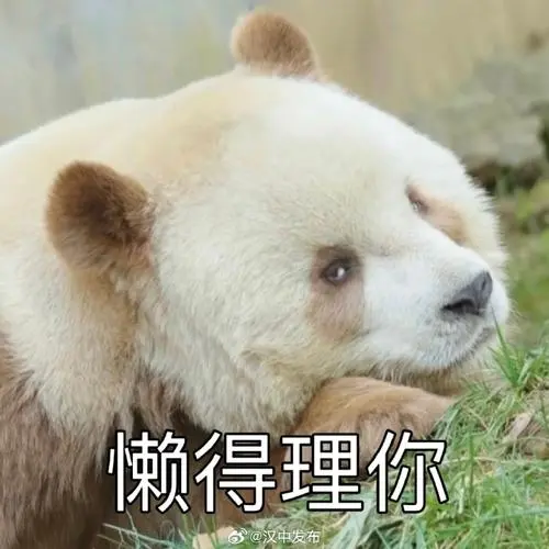 熊猫七仔,出了名的