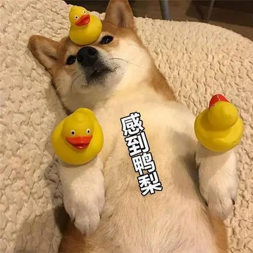 搞笑斗图柴犬表情包