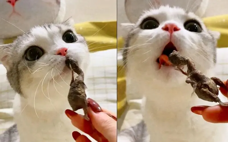 小猫吃播,好吃到流口水!